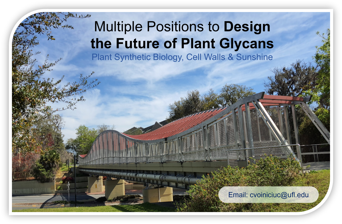 Student and Postdoctoral Positions to Join the Designer Glycans Lab in Florida